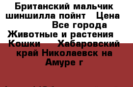 Британский мальчик шиншилла-пойнт › Цена ­ 5 000 - Все города Животные и растения » Кошки   . Хабаровский край,Николаевск-на-Амуре г.